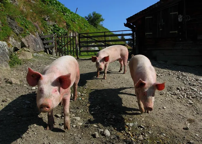 Stockinger B4 Διαμέρισμα *